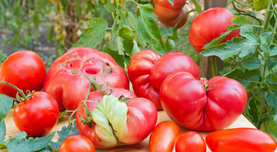 fot. shutterstock Handel "brzydkimi" owocami jako walka z marnotrawstwem