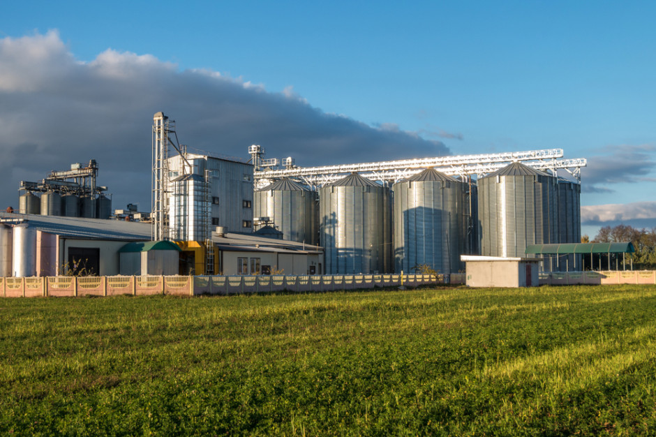 Jakie są ceny zbóż i rzepaku w Niemczech? Fot. Shutterstock