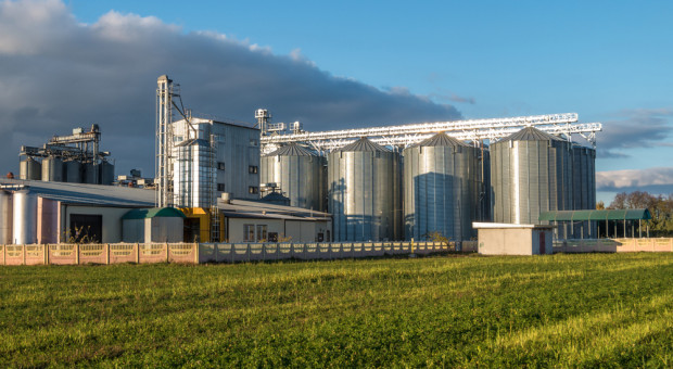 Giełdy krajowe: Podaż zbóż mniejsza, ceny stabilne