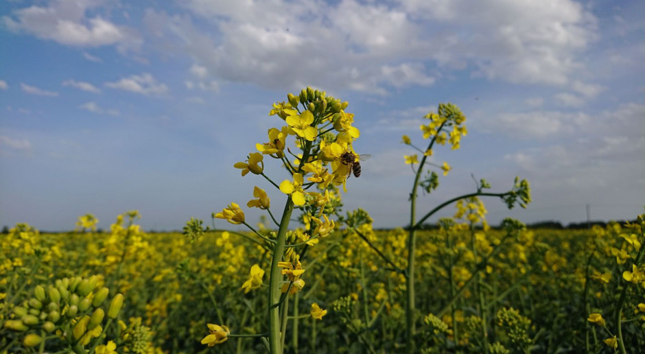 fot. T. Kuchta Współpraca plantatorów rzepaku z pszczelarzami