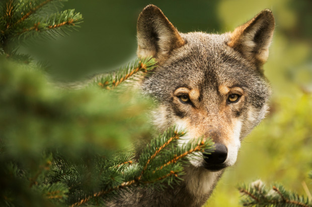 Szefowa zespołu przyjaciół zwierząt pyta o odstrzał wilków