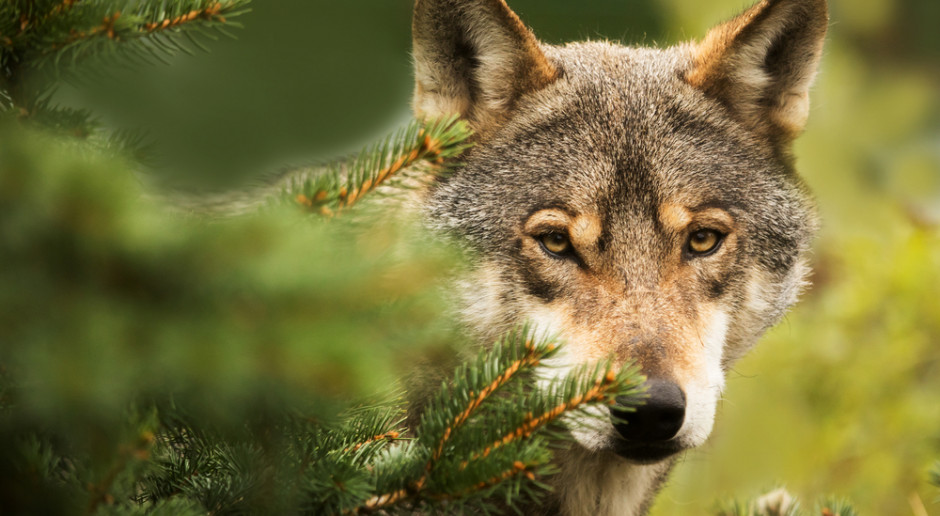 fot. shutterstock Podlaskie: Prokuratura wszczęła śledztwo ws. zastrzelonego wilka