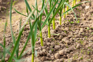 Ekspert: Na rynku hurtowym w Broniszach brakuje warzyw korzeniowych