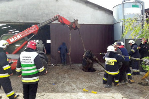 Byki wpadły do kanału na gnojowicę, ratowali je strażacy