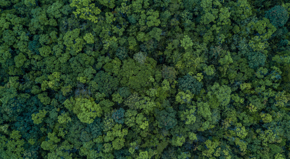 fot. shutterstock Krośnieńska RDLP: dzięki małej retencji więcej wody zostanie w lasach
