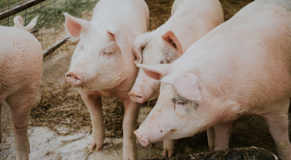 Fot. Amber Kipp/unsplash.com Dopłaty do świń i krów nadal nieokreślone