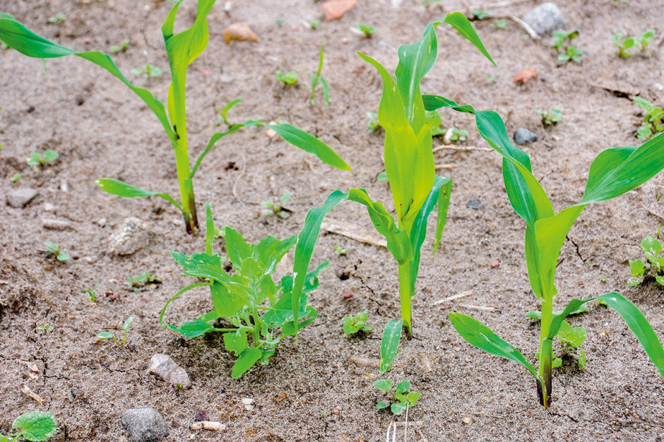 Szybkie zinwentaryzowanie zachwaszczenia po siewie kukurydzy i określenie gatunków dominujących daje możliwość ułożenia programu odchwaszczania z użyciem odpowiednich herbicydów bądź ich mieszanin