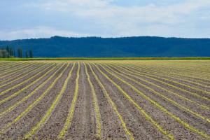  Ukraina: Kukurydzę zasiano na 3,6 mln ha