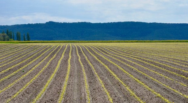  Ukraina: Kukurydzę zasiano na 3,6 mln ha