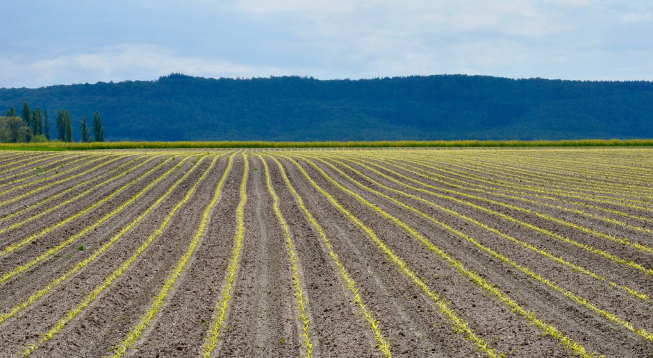 Fot. pixabay.com Ukraina: Kukurydzę zasiano na 3,6 mln ha