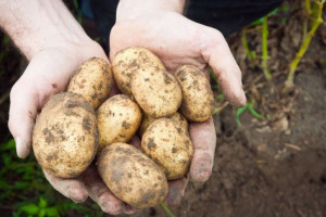 Jak wygląda rynek ziemniaka? 