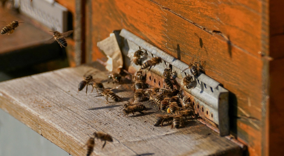 Fot.pixabay.com KE zarejestruje inicjatywę obywatelską „Save the bees!”