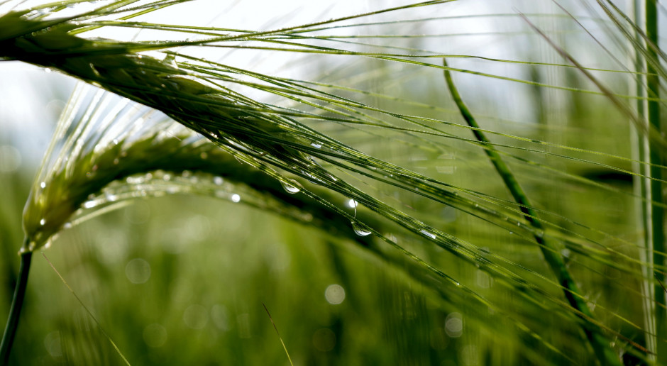 Fot. Shutterstock Ceny pszenicy na świecie wyznaczają nowe minima