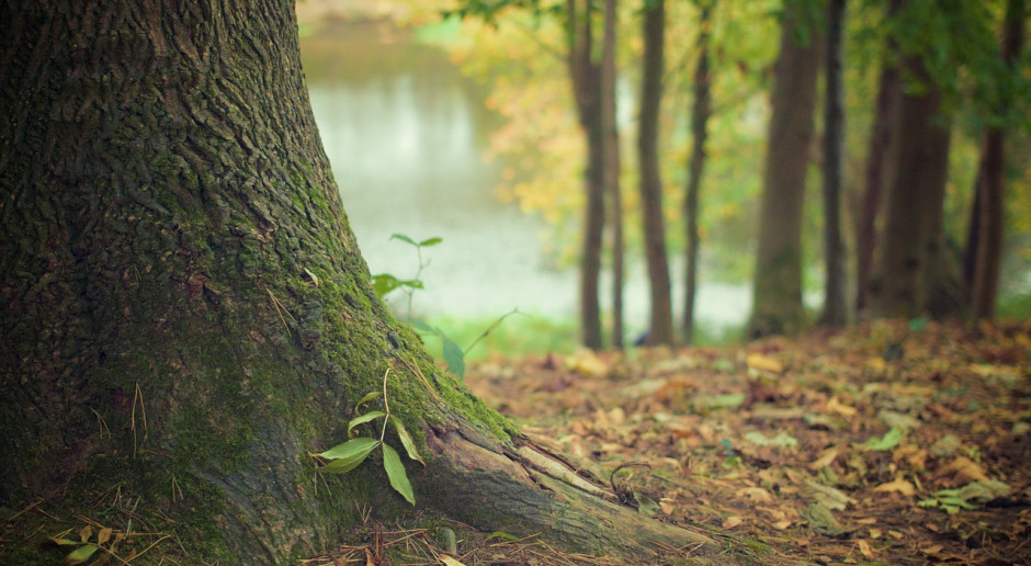Fot. pixabay.com Instytut Badawczy Leśnictwa będzie szkolił nt. wzajemnej zależności lasów i klęsk żywiołowych