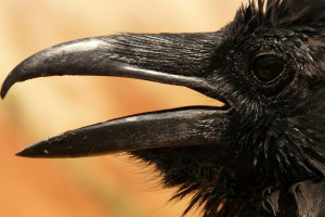 Wielkopolskie: Ptaki pod ochroną martwe na polu, prawdopodobnie otrute
