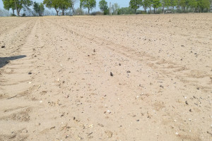 Izby rolnicze: kwietniowa susza zmniejszy plony m.in. zbóż jarych