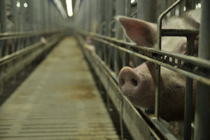  Ognisko ASF w dużym stadzie świń, w warmińsko-mazurskiem