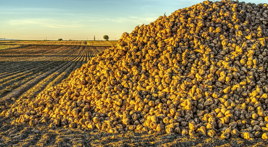 Fot.pixabay.com Francja: Plantatorzy składają ofertę przejęcia cukrowni