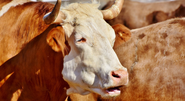 Wzrosło pogłowie bydła mięsnego w Rosji