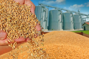 Ceny zbóż spadają – pszenica konsumpcyjna nawet po 700 zł/t 
