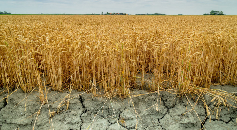fot. Shutterstock Ubezpieczeń od suszy nie ma – i dobrze?