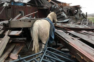 Koń cudem przeżył tornado