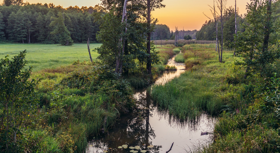 fot. Shutterstock Ekolodzy: działania LP zaszkodzą Puszczy Białowieskiej; Lasy - są zgodne z rekomendacjami UNESCO