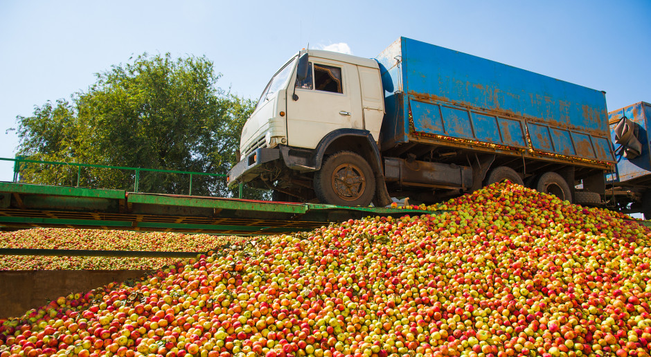 Rośnie eksport polskich jabłek wysokiej jakości