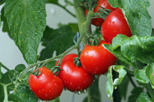 Megaszklarnie z pomidorami zajmą 20 ha pod Kozienicami