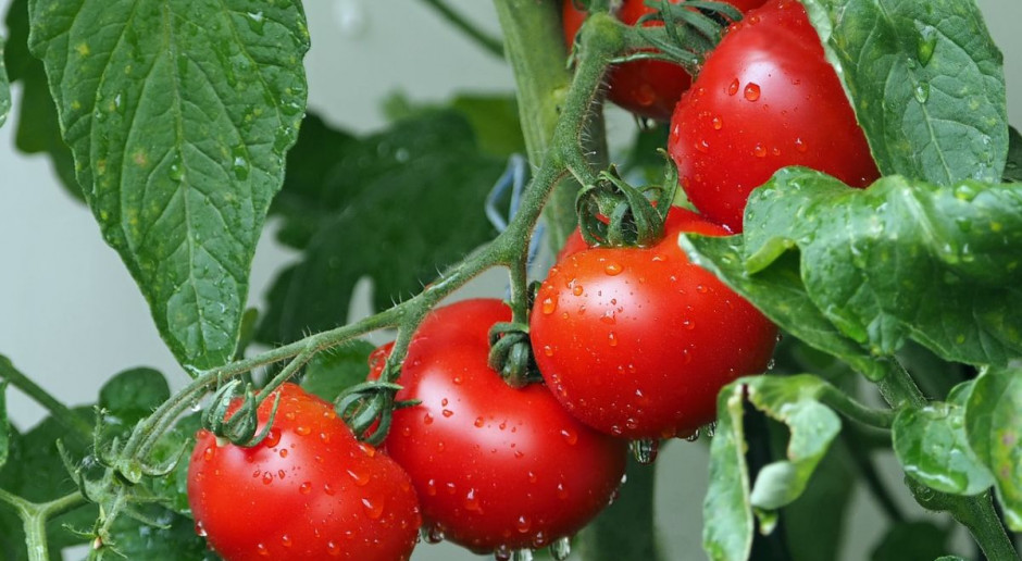 Pod Kozienicami staną najnowocześniejsze w Europie szklarnie, produkujące ekologiczne pomidory, fot. pixabay Megaszklarnie z pomidorami zajmą 20 ha pod Kozienicami