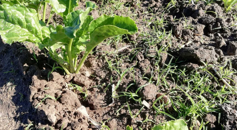 Silne zachwaszczenie plantacji buraka chwastnicą jednostronną, fot. A. Kobus Zwalczyć jednoliścienne w buraku