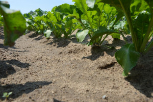 Rolnictwo zrównoważone ważne dla plantatorów buraka cukrowego