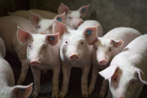 Ognisko ASF w stadzie liczącym aż 8 tysięcy świń