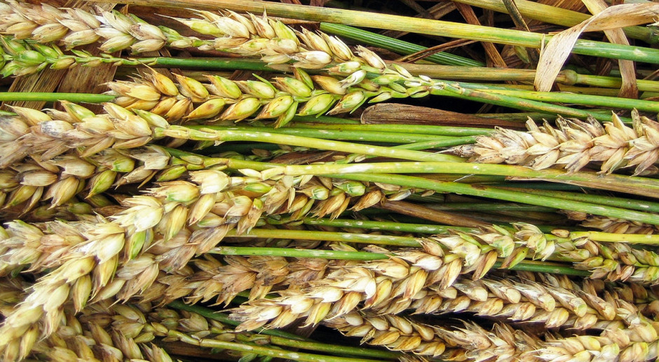 Zabieg T3 w uprawie zbóż