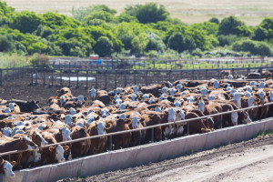 Przypadek BSE w Brazylii: Wstrzymano eksport wołowiny do Chin