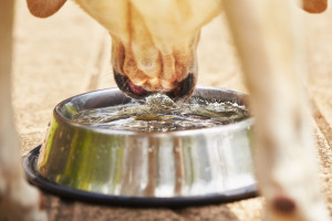 Lekarz weterynarii: w upał dla psa najważniejsza miska z zimną wodą