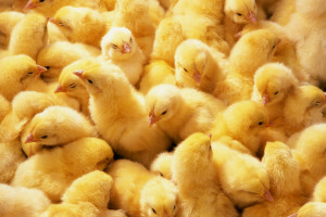 Holandia:  Ponad 100 tys. piskląt wybitych w ognisku grypy ptaków