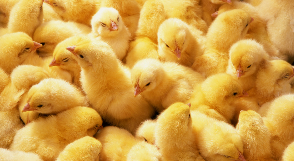 Fot. Shutterstock Brytyjscy naukowcy edytują geny kurczaka, aby uczynić je odpornymi na ptasią grypę