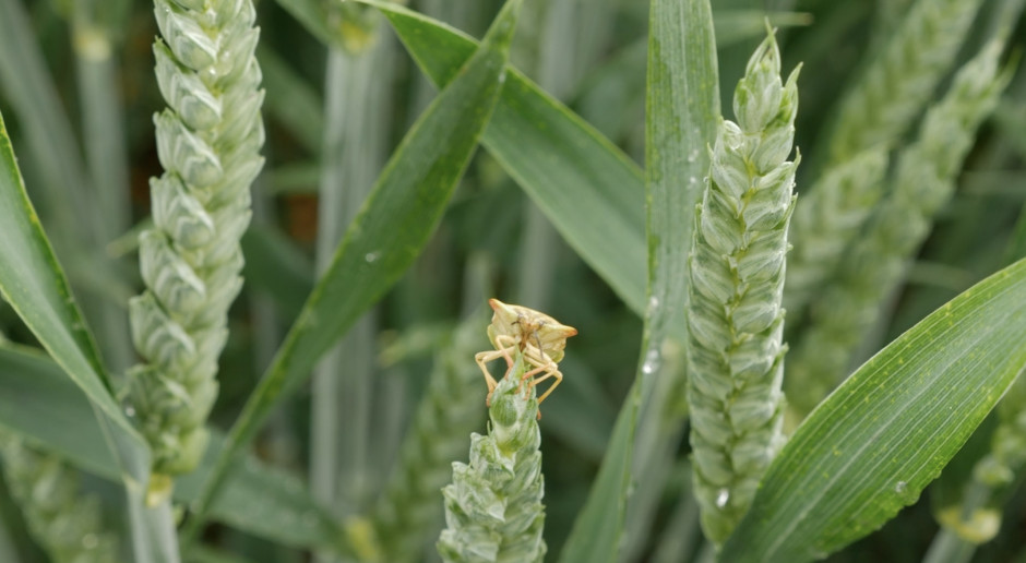 Fot. farmer.pl W zbożach grasują szkodniki