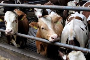 Jak kształtują się ceny bydła po aferze z wołowiną?
