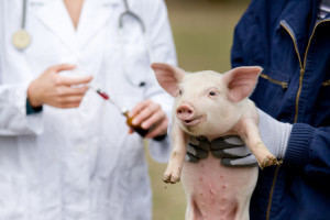 Lekarze weterynarii: Szczepienia wyeliminowały wiele chorób u zwierząt