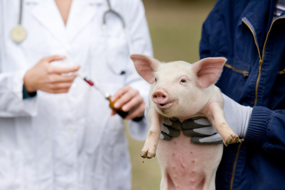 Ustawa pozwala m.in. na stworzenie elektronicznej książki leczenia zwierząt, fot. Shutterstock