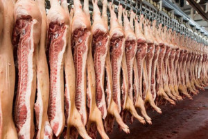 Ogniska ASF świń w Niemczech wstrząsną rynkiem wieprzowiny?