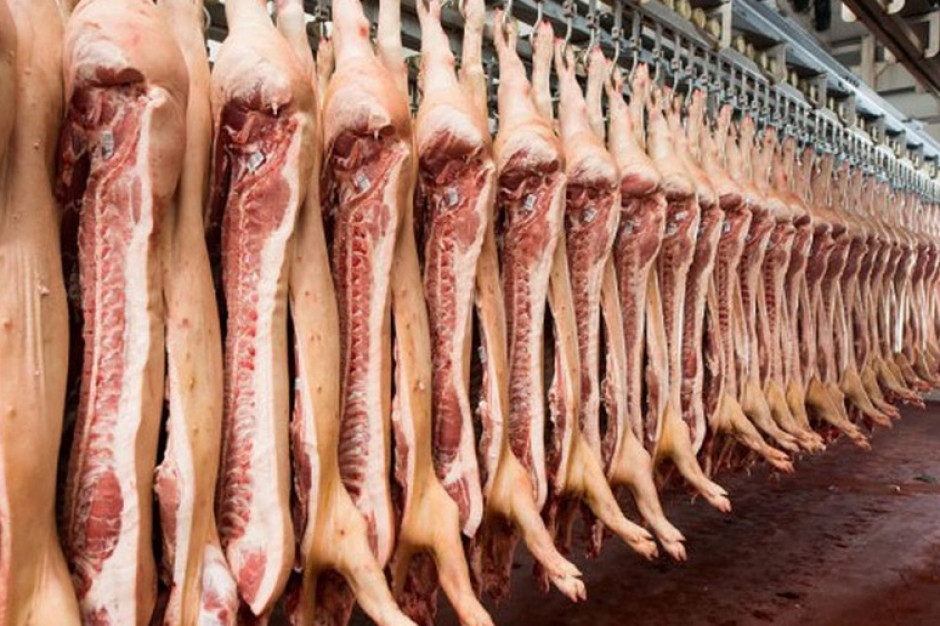 ASF w Niemczech oddala szansę na stabilizację cen na rynku wieprzowiny. fot. Shutterstock