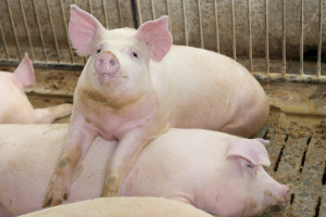 Rozwiązano genetyczną zagadkę europejskich świń