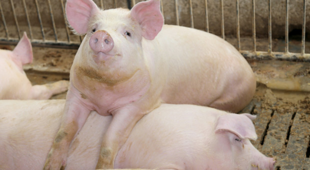 Rozwiązano genetyczną zagadkę europejskich świń