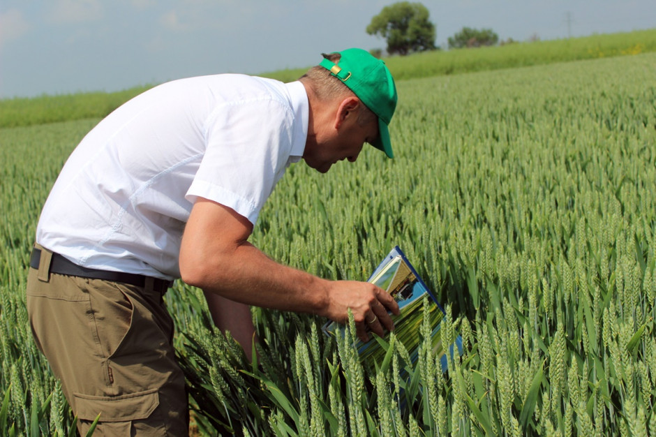 Na polach doświadczalnych Nufarm przetestowano nowy fungicyd Soleil 274 EC, w każdym z 3 terminów zabiegów fungicydowych. Fot A.Kobus