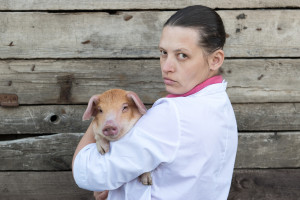 Izby Rolnicze chcą transportu świń bez świadectw zdrowia zwierząt