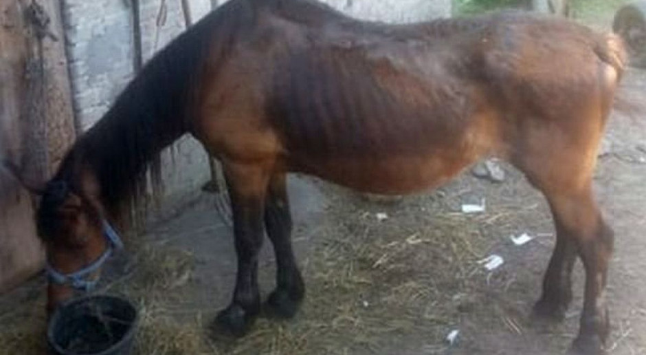 Zaniedbanego i wygłodzonego konia odebrano właścicielowi, fot. Policja Koń wyglądał jak szkielet, właściciel zatrzymany