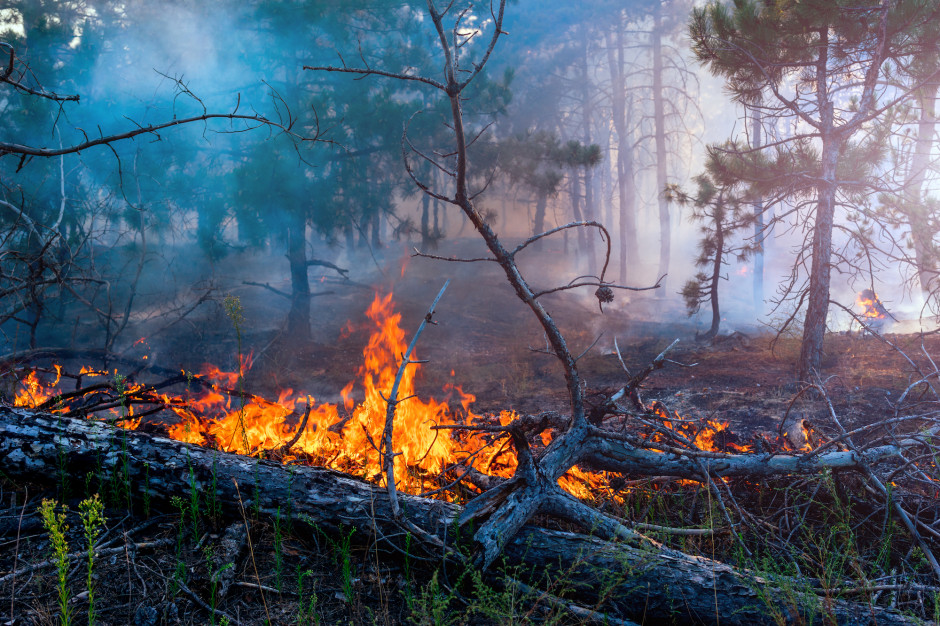 W lasach panuje duże zagrożenie pożarowe Fot.Shutterstock
